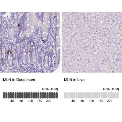 Immunohistochemistry-Paraffin: Motilin Antibody [NBP2-49600]