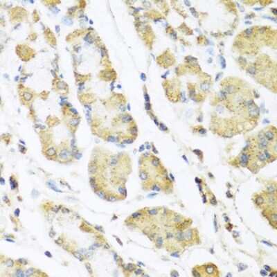 Immunohistochemistry-Paraffin: Motilin Antibody - BSA Free [NBP2-93868]
