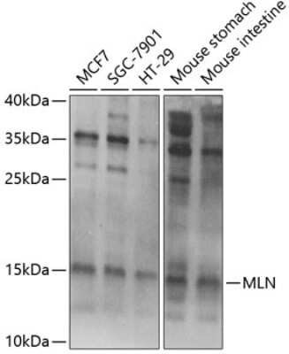 Western Blot: Motilin AntibodyBSA Free [NBP2-93868]