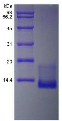 SDS-PAGE: Recombinant Mouse CCL11/Eotaxin Protein [NBP2-35177]