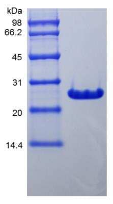 SDS-PAGE: Recombinant Mouse Bcl-xL Protein [NBP2-35141]