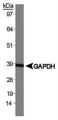 Western Blot: Mouse Brain Whole Tissue Lysate (Adult Whole Normal) [NB820-59657]