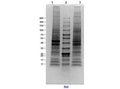 SDS-PAGE: Mouse Brain Whole Tissue Lysate (Adult Whole Normal) [NB800-PC14]