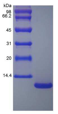 SDS-PAGE: Recombinant Mouse CCL20/MIP-3 alpha Protein [NBP2-35091]