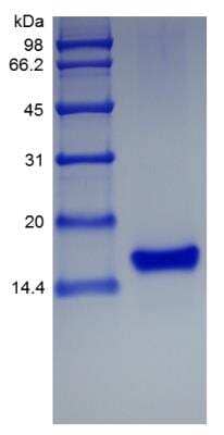 SDS-PAGE: Recombinant Mouse CCL21/6Ckine Protein [NBP2-35179]