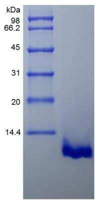 SDS-PAGE: Recombinant Mouse CCL22/MDC Protein [NBP2-35167]