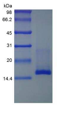 SDS-PAGE: Recombinant Mouse CCL28 Protein [NBP2-35169]