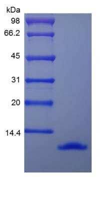 SDS-PAGE: Recombinant Mouse CCL3/MIP-1 alpha Protein [NBP2-35193]