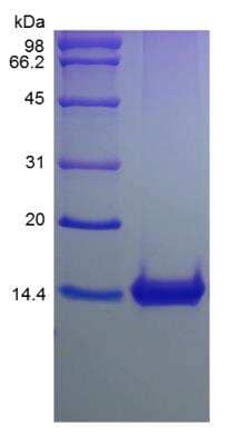 SDS-PAGE: Recombinant Mouse CCL9/10/MIP-1 gamma Protein [NBP2-35086]