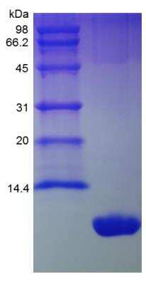 SDS-PAGE: Recombinant Mouse CXCL1/GRO alpha/KC/CINC-1 Protein [NBP2-35147]