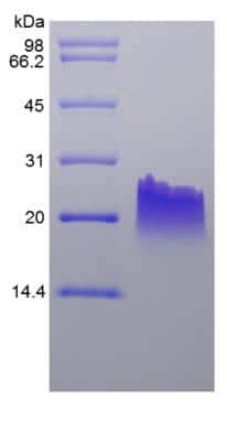 SDS-PAGE: Recombinant Mouse CXCL9/MIG Protein [NBP2-35191]