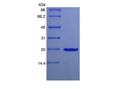 SDS-PAGE: Recombinant Mouse Desert Hedgehog C23II Protein [NBP2-35175]