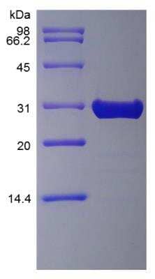 SDS-PAGE: Recombinant Mouse FGF-8 Protein [NBP2-35033]