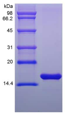 SDS-PAGE: Recombinant Mouse FGF basic/FGF2/bFGF Protein [NBP2-35152]