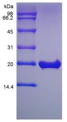 SDS-PAGE: Recombinant Mouse FGF18 Protein [NBP2-35028]