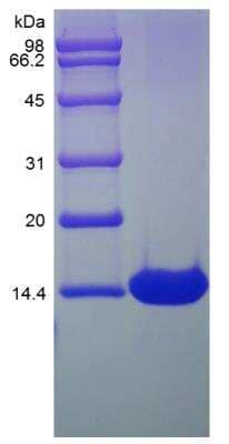 SDS-PAGE: Recombinant Mouse HB-EGF Protein [NBP2-35069]