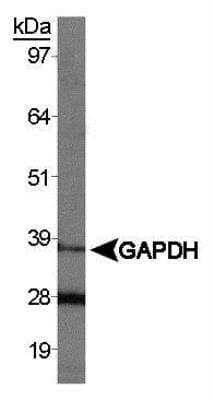 Western Blot: Mouse Heart Whole Tissue Lysate (Adult Whole Normal) [NB820-59660]