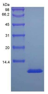 SDS-PAGE: Recombinant Mouse IGF-I/IGF-1 Protein [NBP2-35081]