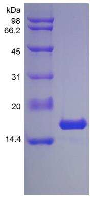 SDS-PAGE: Recombinant Mouse IL-1 alpha/IL-1F1 Protein [NBP2-35107]