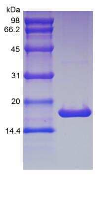 SDS-PAGE: Recombinant Mouse IL-1 beta/IL-1F2 Protein [NBP2-35109]