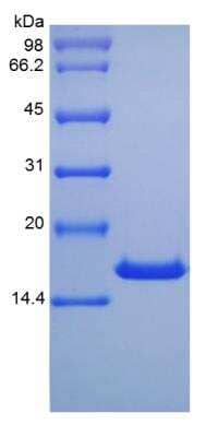 SDS-PAGE: Recombinant Mouse IL-10 Protein [NBP2-35101]