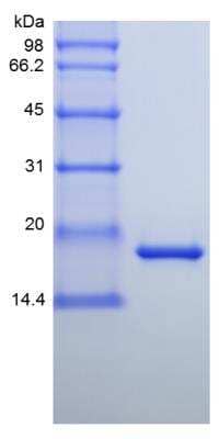 SDS-PAGE: Recombinant Mouse IL-11 Protein [NBP2-35102]