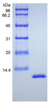 SDS-PAGE: Recombinant Mouse IL-13 Protein [NBP2-35103]