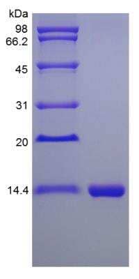 SDS-PAGE: Recombinant Mouse IL-16 Protein [NBP2-35104]