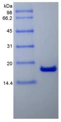 SDS-PAGE: Recombinant Mouse IL-2 Protein [NBP2-35111]