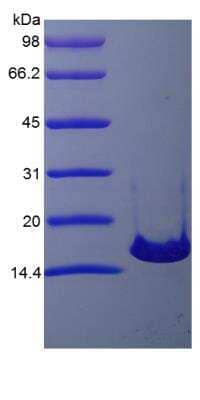 SDS-PAGE: Recombinant Mouse IL-21 Protein [NBP2-35121]