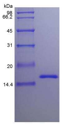 SDS-PAGE: Recombinant Mouse IL-22 Protein [NBP2-35122]