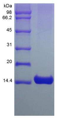 SDS-PAGE: Recombinant Mouse IL-3 Protein [NBP2-35123]