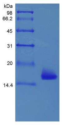 SDS-PAGE: Recombinant Mouse IL-36 alpha/IL-1F6 Protein [NBP2-35127]