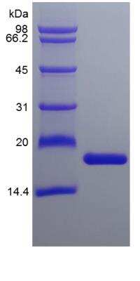 SDS-PAGE: Recombinant Mouse IL-36 alpha/IL-1F6 Protein [NBP2-35128]