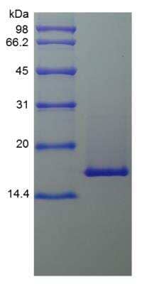 SDS-PAGE: Recombinant Mouse IL-36 beta/IL-1F8 Protein [NBP2-35129]