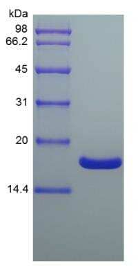 SDS-PAGE: Recombinant Mouse IL-36 gamma/IL-1F9 Protein [NBP2-41388]