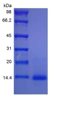 SDS-PAGE: Recombinant Mouse IL-4 Protein [NBP2-35131]