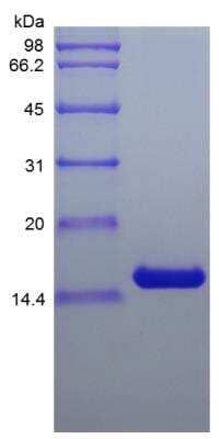 SDS-PAGE: Recombinant Mouse IL-7 Protein [NBP2-35136]