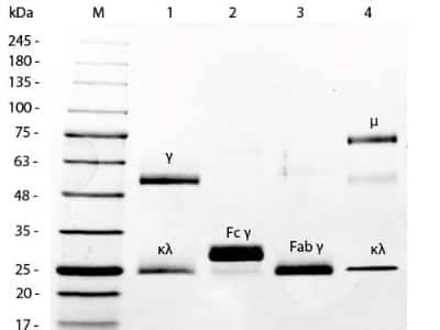 SDS-PAGE: Mouse IgG F(ab)2 Isotype Control [NBP1-97018]