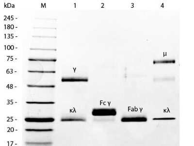 Western Blot: Mouse IgG Fc Isotype Control [FITC] [NBP1-97278]