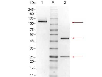 SDS-PAGE: Mouse IgG1 Kappa Isotype Control (MG1K) [NBP1-96983]