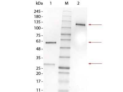 SDS-PAGE: Mouse IgG1 Lambda Isotype Control (MG1L) [NBP1-96982]