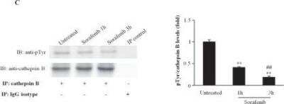 Immunoprecipitation: Mouse IgG2a Isotype Control (M2A) [NBP1-96778]