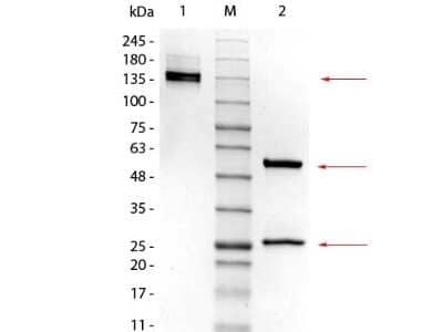 SDS-PAGE: Mouse IgG2a Kappa Isotype Control (M2AK) [NBP1-96981]