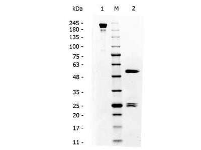 Western Blot: Mouse IgG3 Isotype Control (MG3) [NBP1-96777]