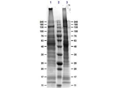 SDS-PAGE: Mouse Liver Whole Tissue Lysate (Adult Whole Normal) [NB800-PC17]