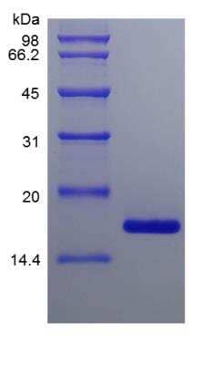 SDS-PAGE: Recombinant Mouse Midkine Protein [NBP2-35171]