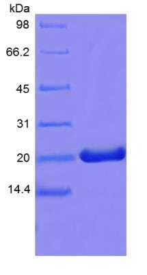 SDS-PAGE: Recombinant Mouse Prolactin Protein [NBP2-35120]