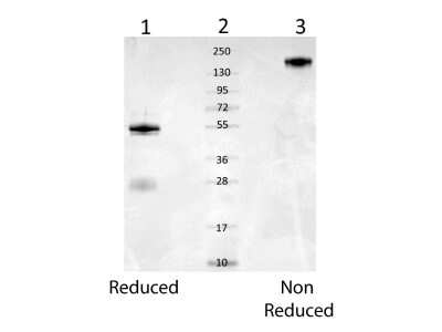 SDS-PAGE: Mouse Serum Albumin Antibody [NBP2-26510]