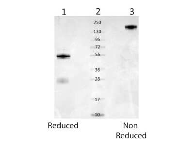SDS-PAGE: Mouse Serum Albumin Antibody [NBP2-26510]